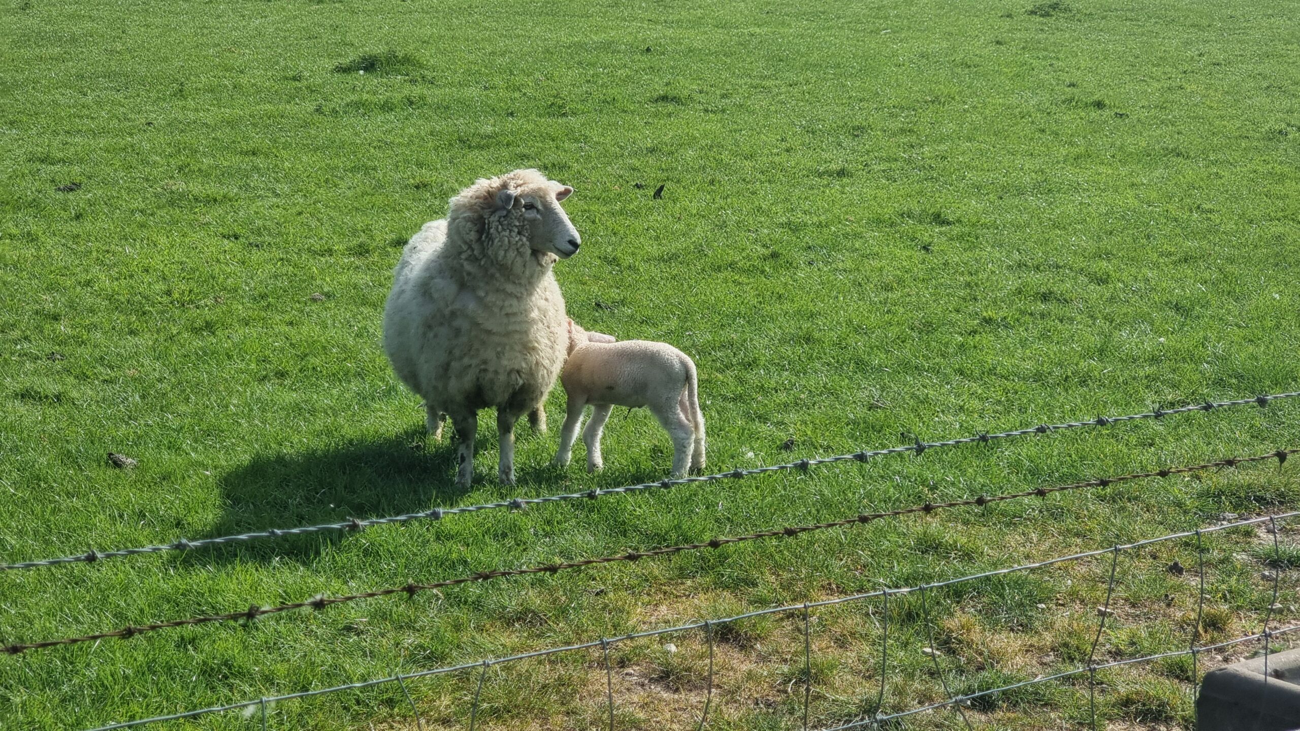Full image of A lamb hides behind a sheep in a grassy field.