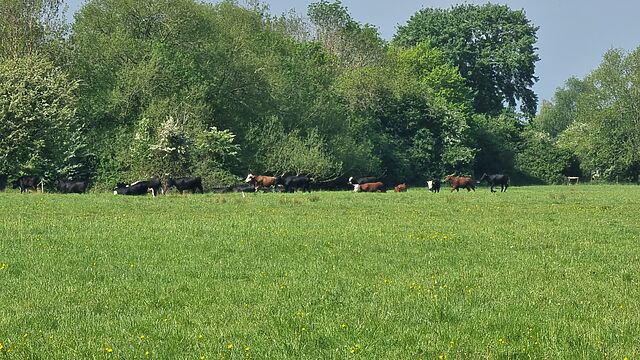 A group of cows gamble around in a field, seen from a distance.