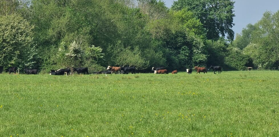 A group of cows gamble around in a field, seen from a distance.