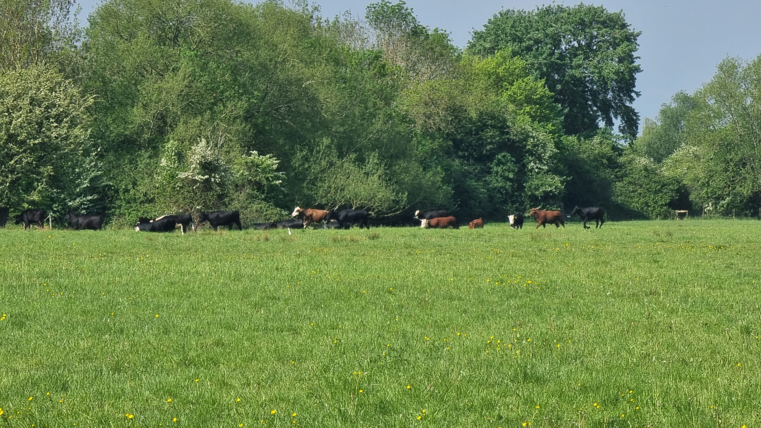 Full image of A group of cows gamble around in a field, seen from a distance.