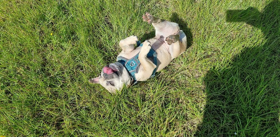 A fawn French Bulldog rolls around happily in long coarse grass.