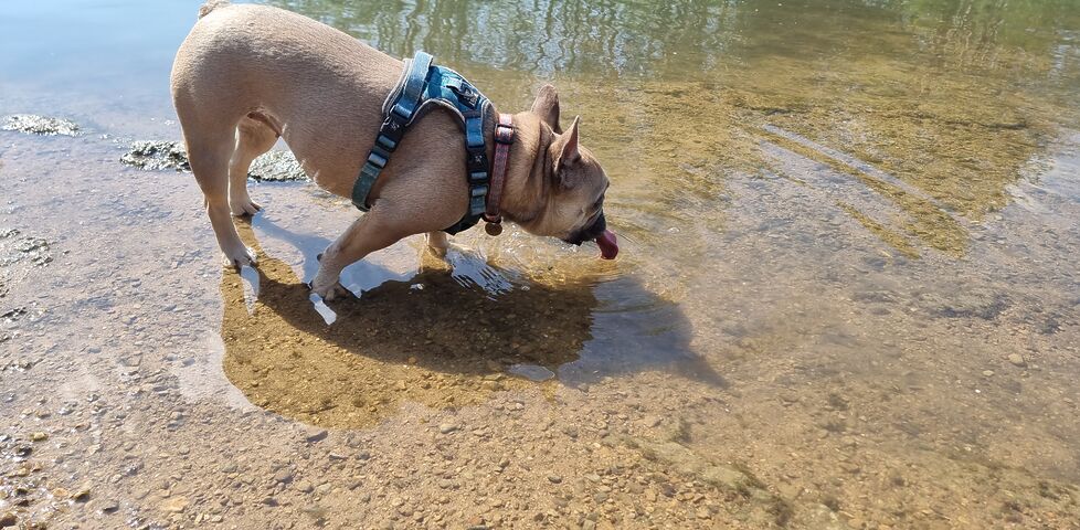 Standing ankle-deep on the shallow riverbank, a French Bulldog laps up clear river water.
