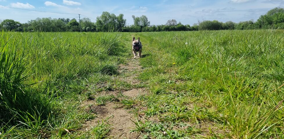 A French Bulldog follows a trail through a grassy field.