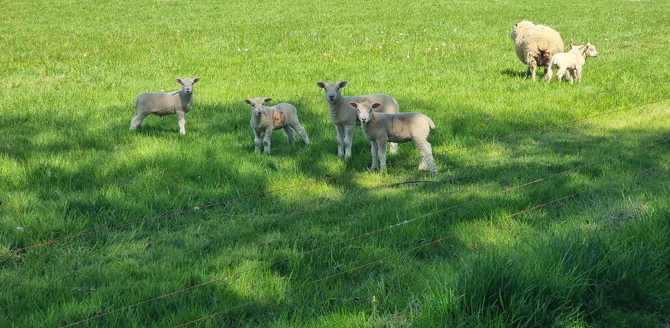 Curious lambs in a field.