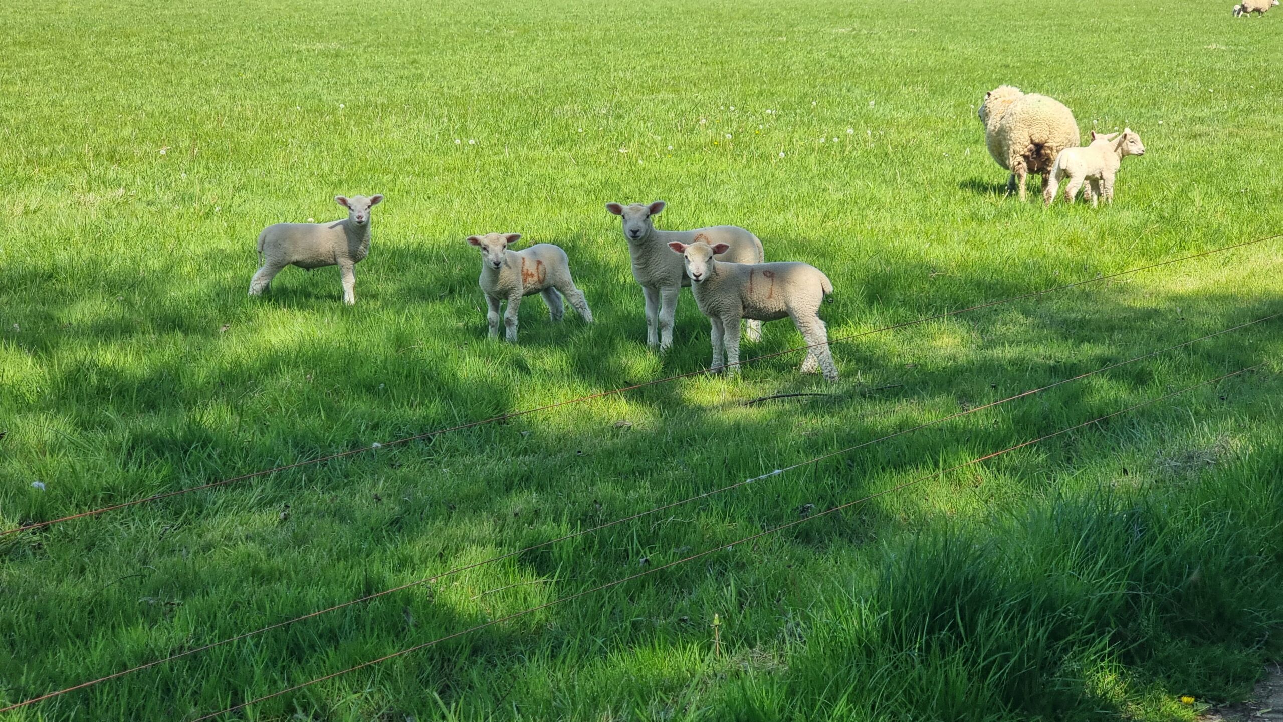 Full image of Curious lambs in a field.