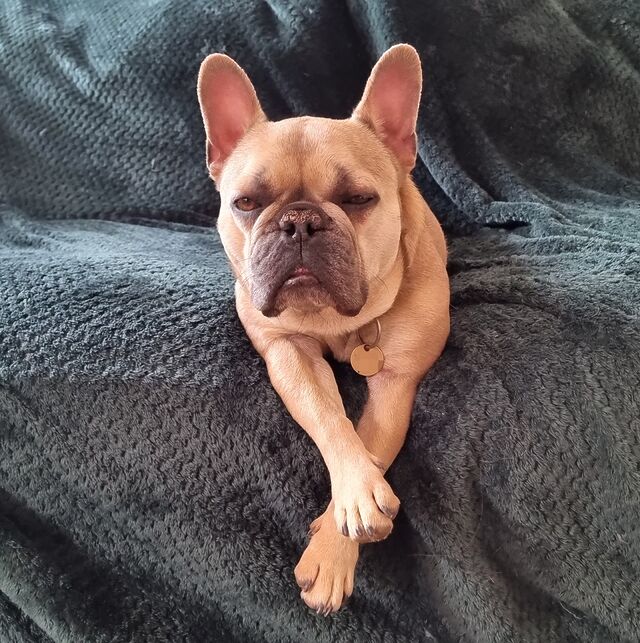 A satisfied but sleepy-looking fawn-coloured French Bulldog lies on a blanket that's slipping into the crack between two sofa seat cushions, forming a nest around her torso. Her legs hang, crossed, off the front of the sofa.