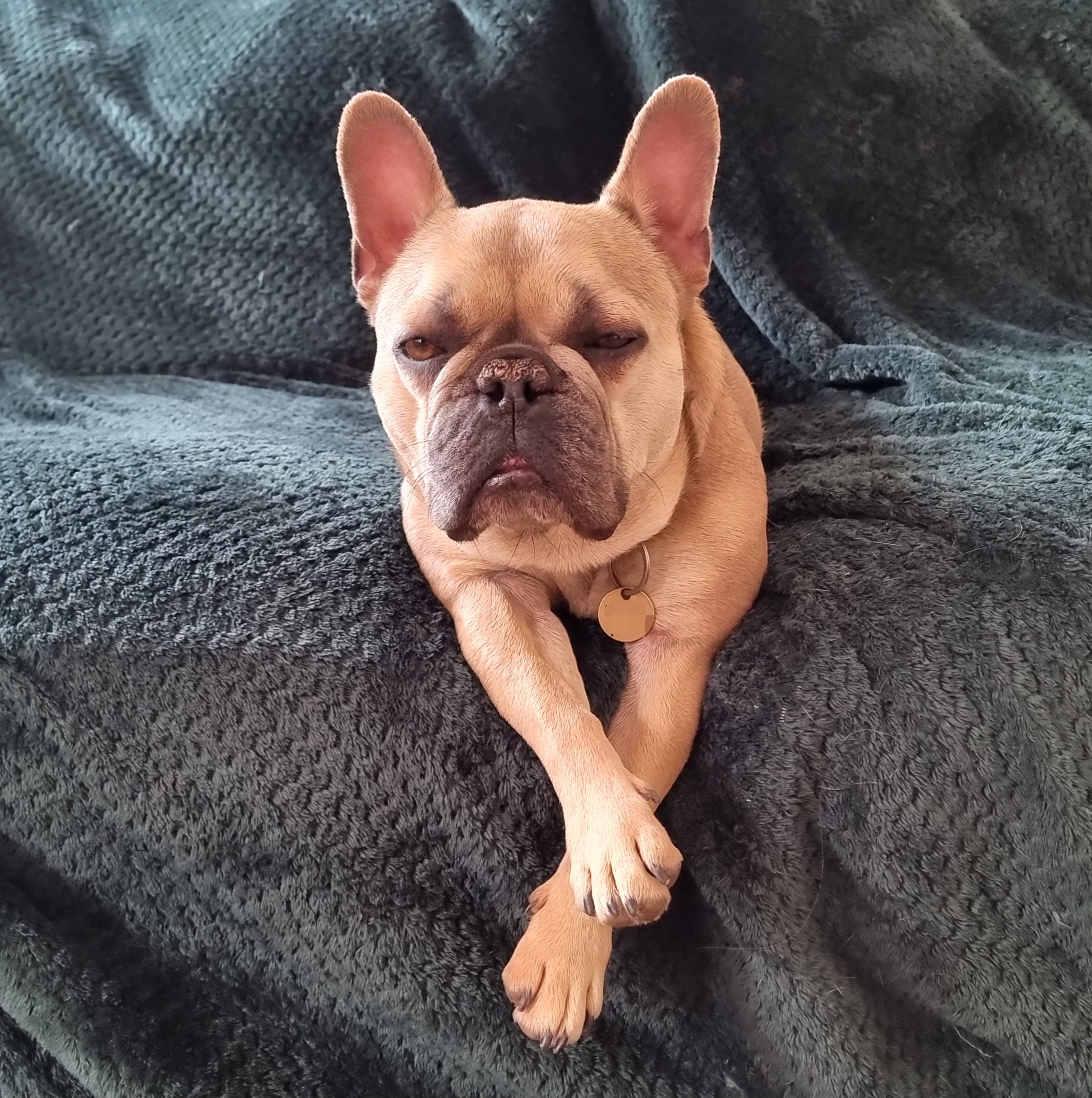 Full image of A satisfied but sleepy-looking fawn-coloured French Bulldog lies on a blanket that's slipping into the crack between two sofa seat cushions, forming a nest around her torso. Her legs hang, crossed, off the front of the sofa.
