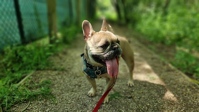 Soft focus photo of a panting fawn-coloured French Bulldog on a gravelled woodland footpath.