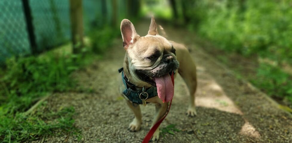 Soft focus photo of a panting fawn-coloured French Bulldog on a gravelled woodland footpath.