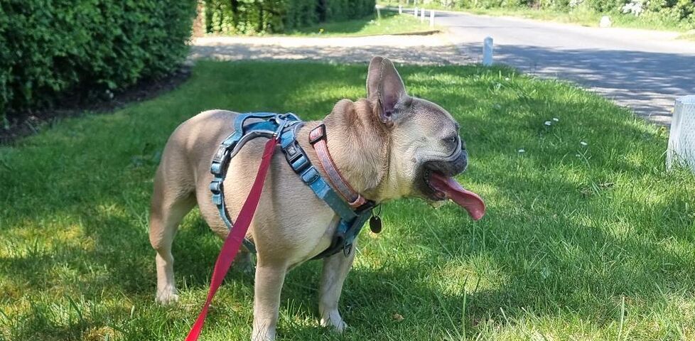 On the grass verge of a rural road, a fawn-coloured French Bulldog pants.