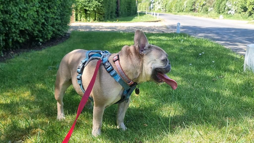 Full image of On the grass verge of a rural road, a fawn-coloured French Bulldog pants.