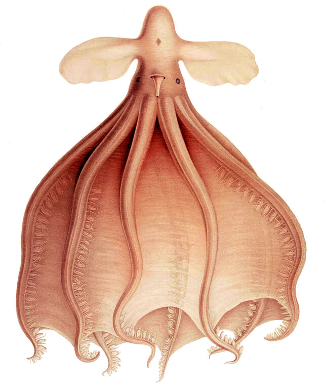 Orange-pink octopus with a long web skirting between its tentacles and a distinct butterfly-shaped elongated shell from its head.