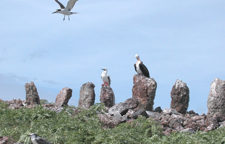 A line of rocky standing stones with sea birds perching on many of them.