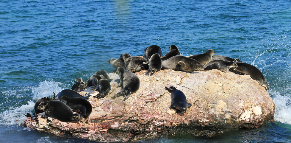 A group of Baikal seals bask on a rock.