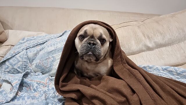 A fawn-coloured French Bulldog wrapped in a blanket in a way reminiscent of robes. This, combined with her wrinkled features, makes her look a little like Yoda.