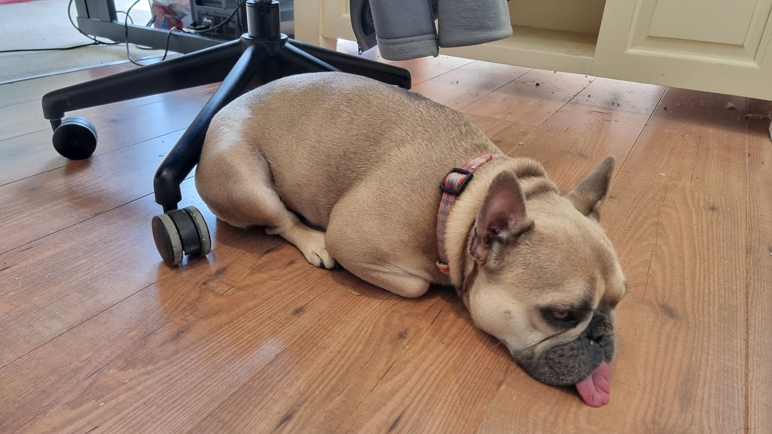 Full image of A fawn-coloured French Bulldog lies on a laminate floor against the feet of an office chair.