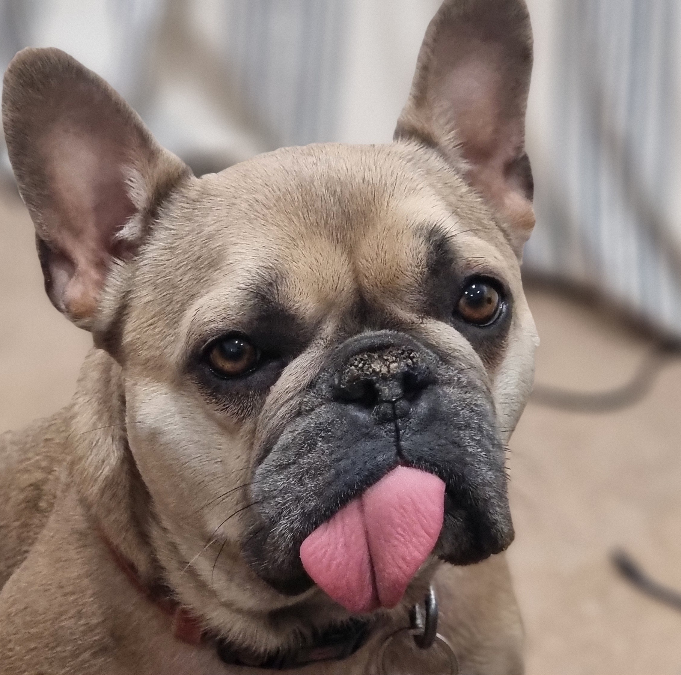 Full image of Close up of the face of a fawny French Bulldog with her tongue blepping out to the side.