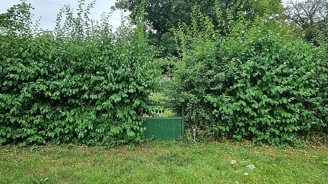 In a verdant garden, an unkempt hedge of various species grows into the space of a green-painted wooden gate, beginning to hide it.