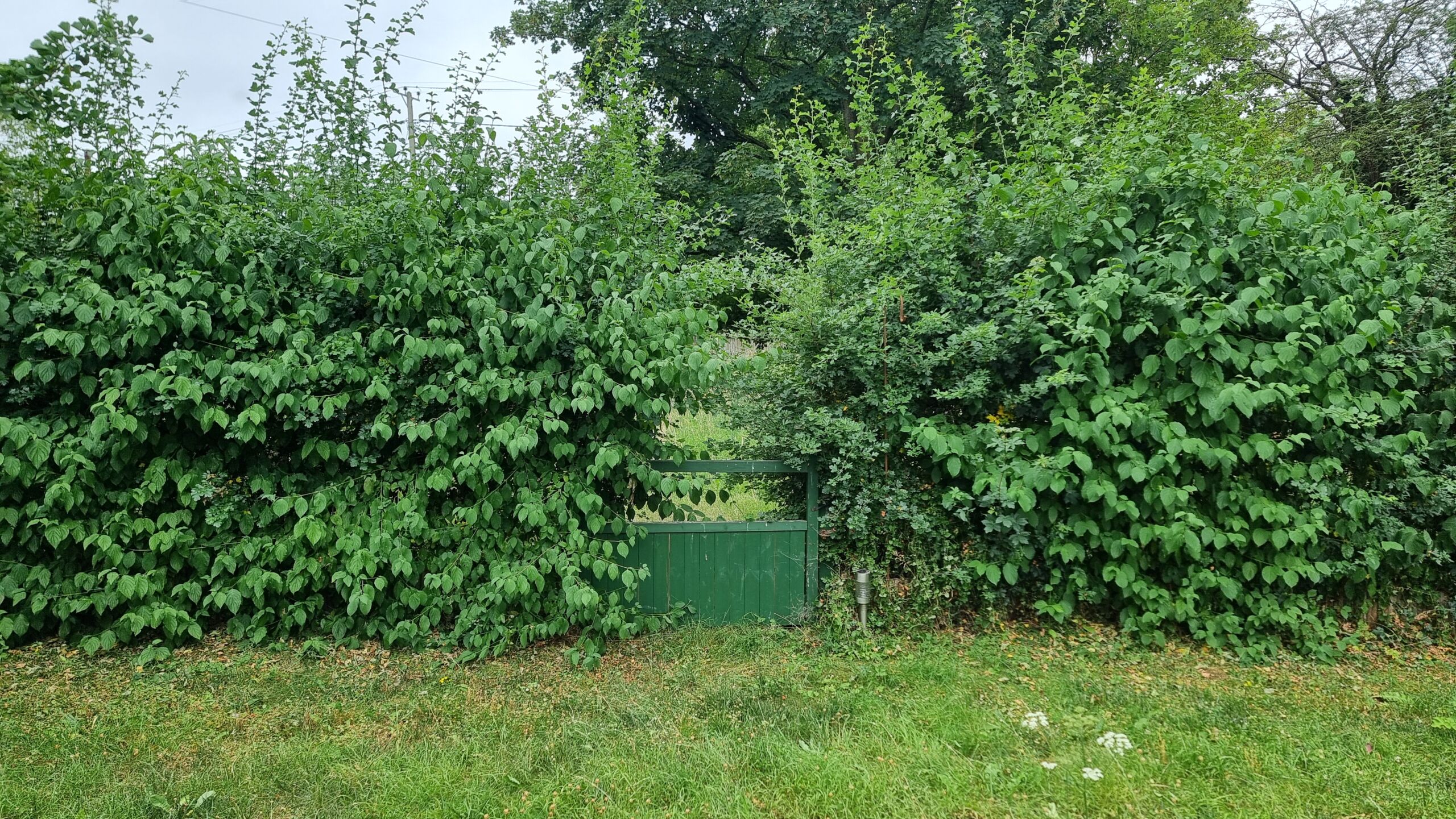 Full image of In a verdant garden, an unkempt hedge of various species grows into the space of a green-painted wooden gate, beginning to hide it.