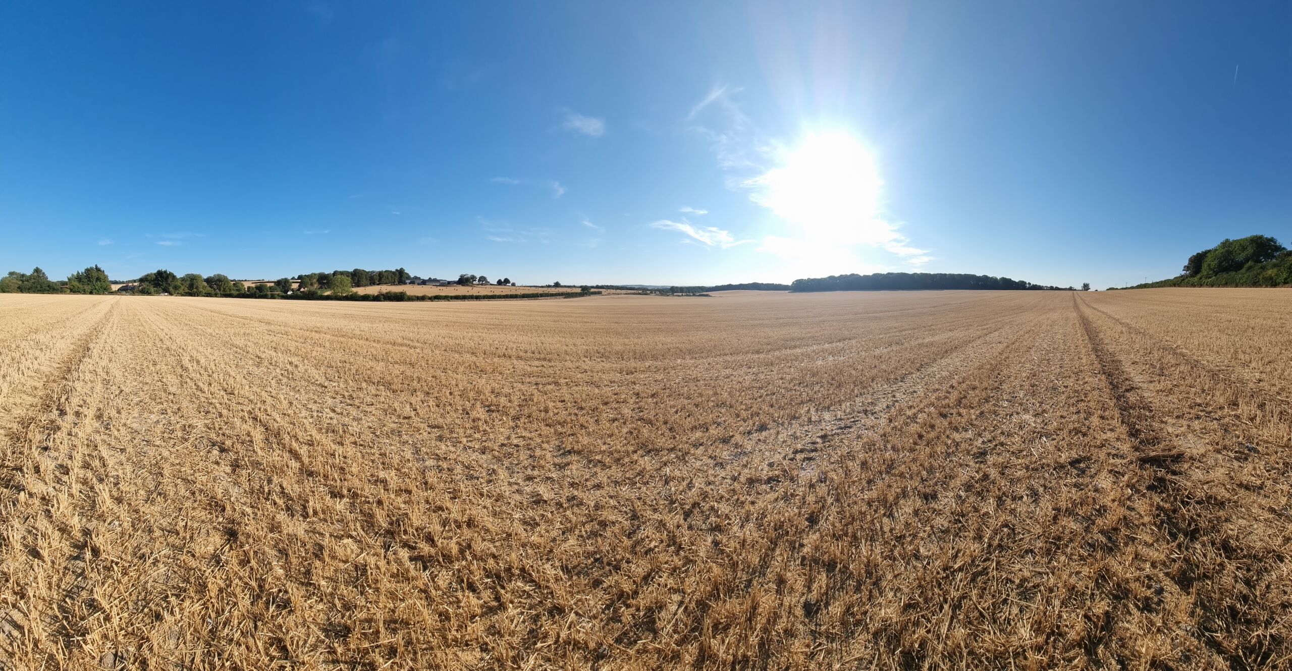 Full image of Wide panorama of a sunny field.