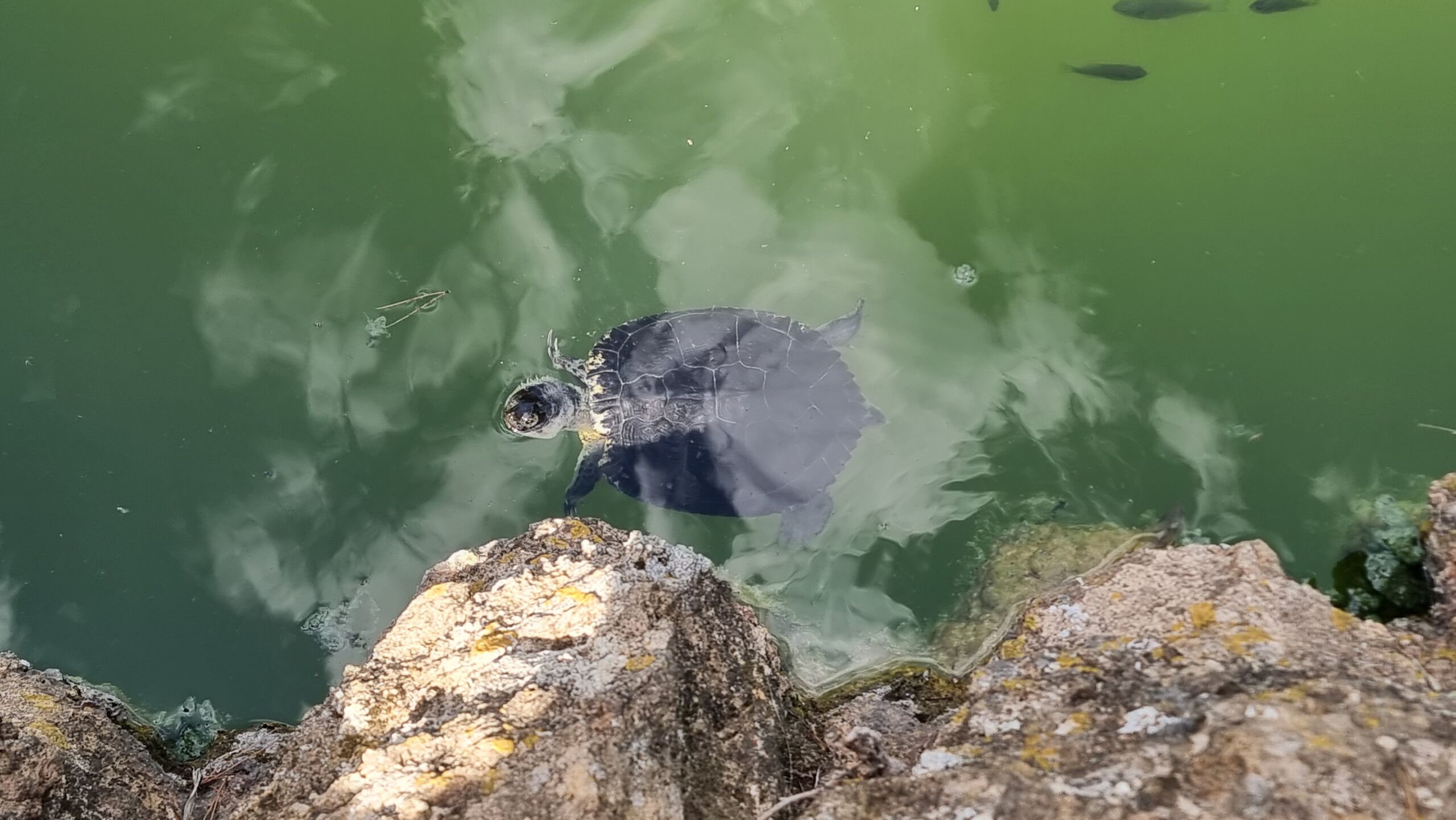 Full image of A freshwater turtle pokes its head out of blue-green water near a rocky shore, with small black fish visible swimming in the depths.