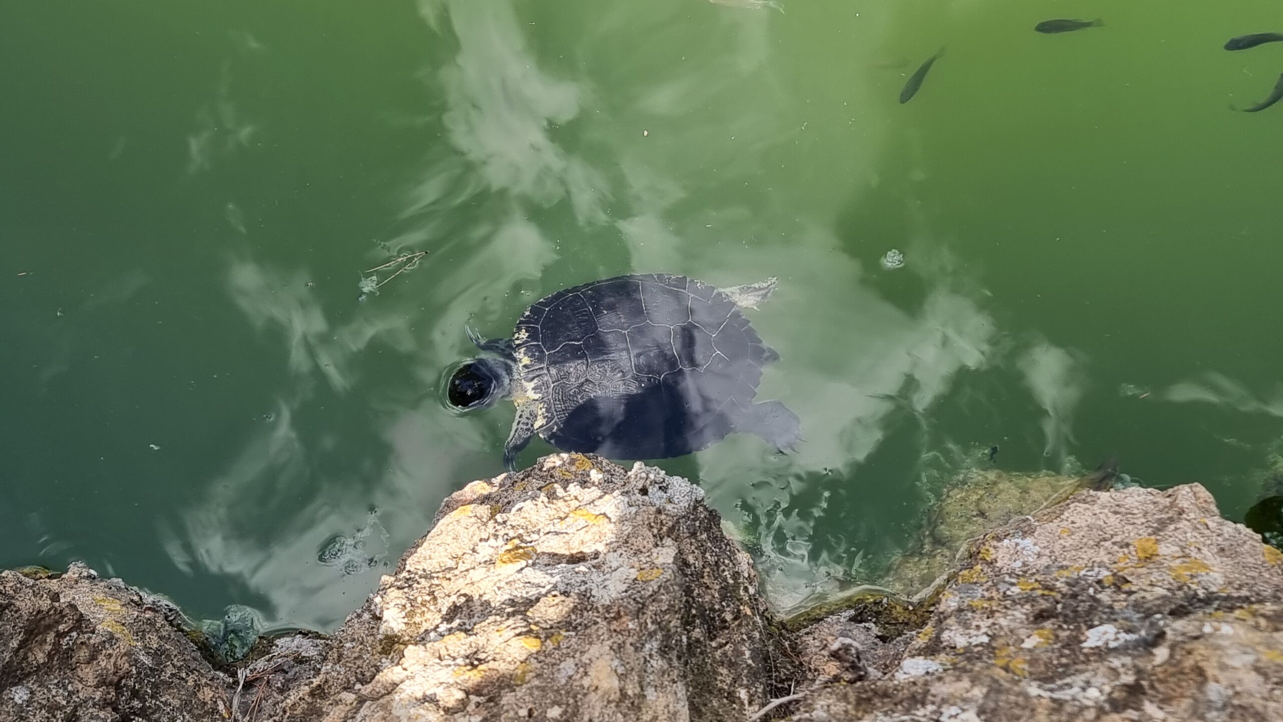 Full image of A freshwater turtle swims close to the rocky shore of a blue-green lake, peeping its head above the water.