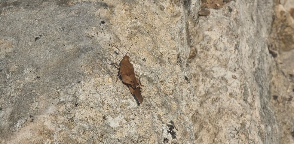 A cricket sits on a rock.