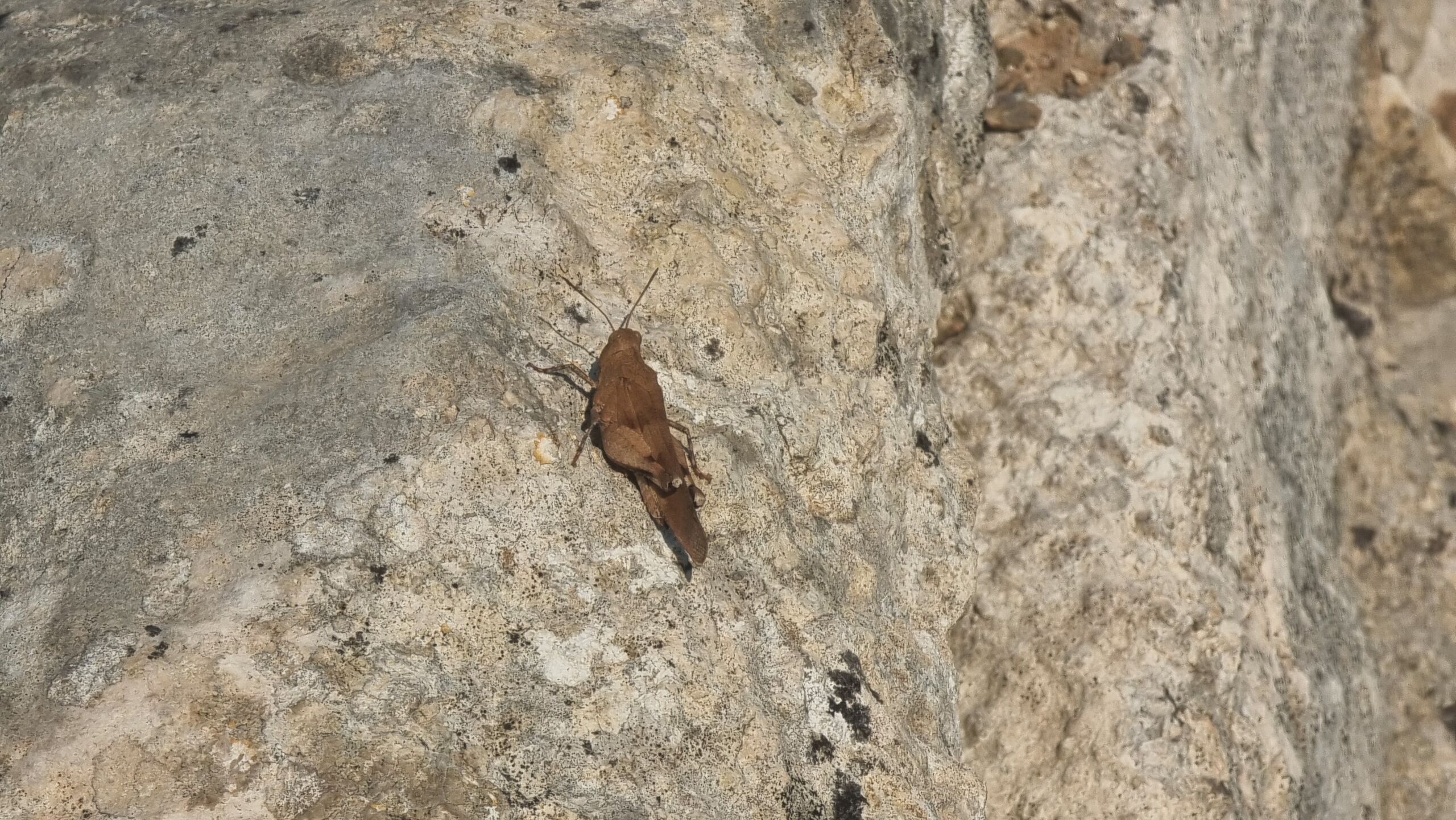 Full image of A cricket sits on a rock.