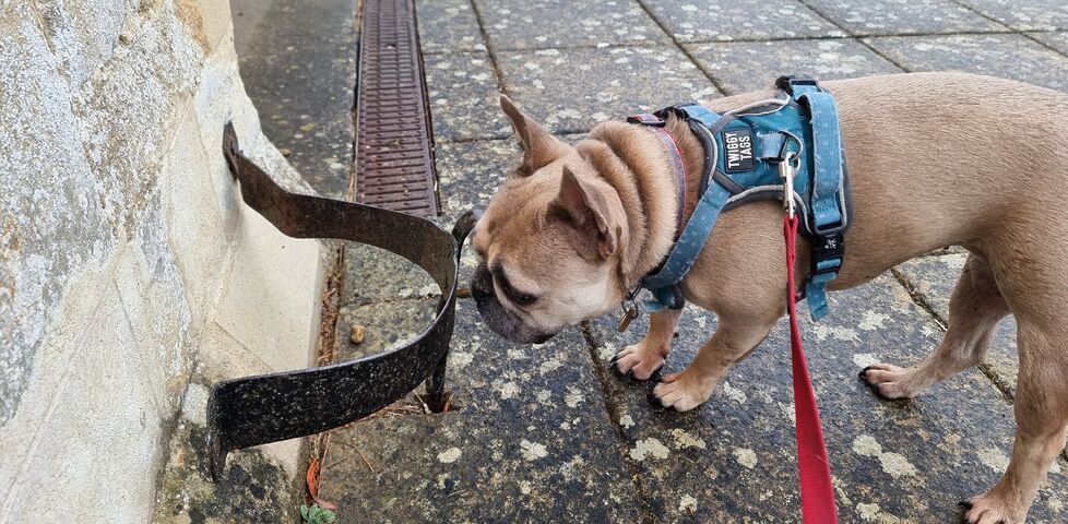 A fawn-coloured French Bulldog on a lead sniffs at a metal boot scraper attached to the stonework at the side of a church door.