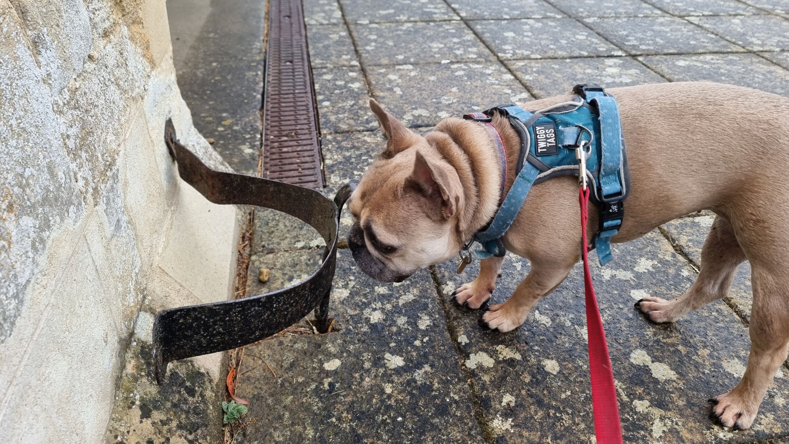 Full image of A fawn-coloured French Bulldog on a lead sniffs at a metal boot scraper attached to the stonework at the side of a church door.