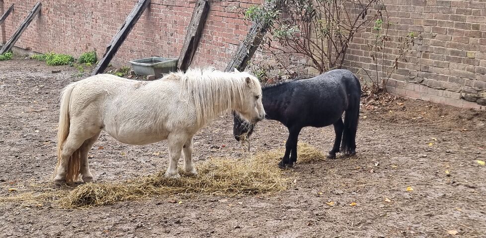 In a yard, a foal and a pony share some hay.