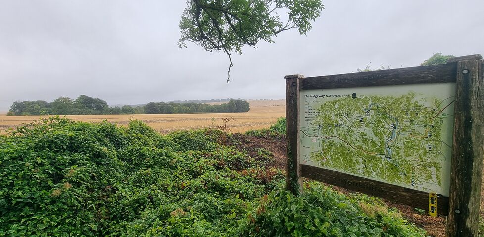 Standing proud of dense green foliage, and with cropped fields behind, a wooden noticeboard describes the route and features of the Ridgeway.