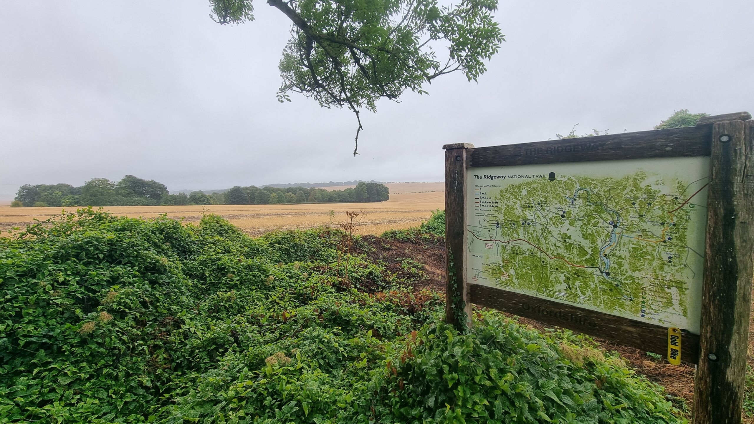 Full image of Standing proud of dense green foliage, and with cropped fields behind, a wooden noticeboard describes the route and features of the Ridgeway.