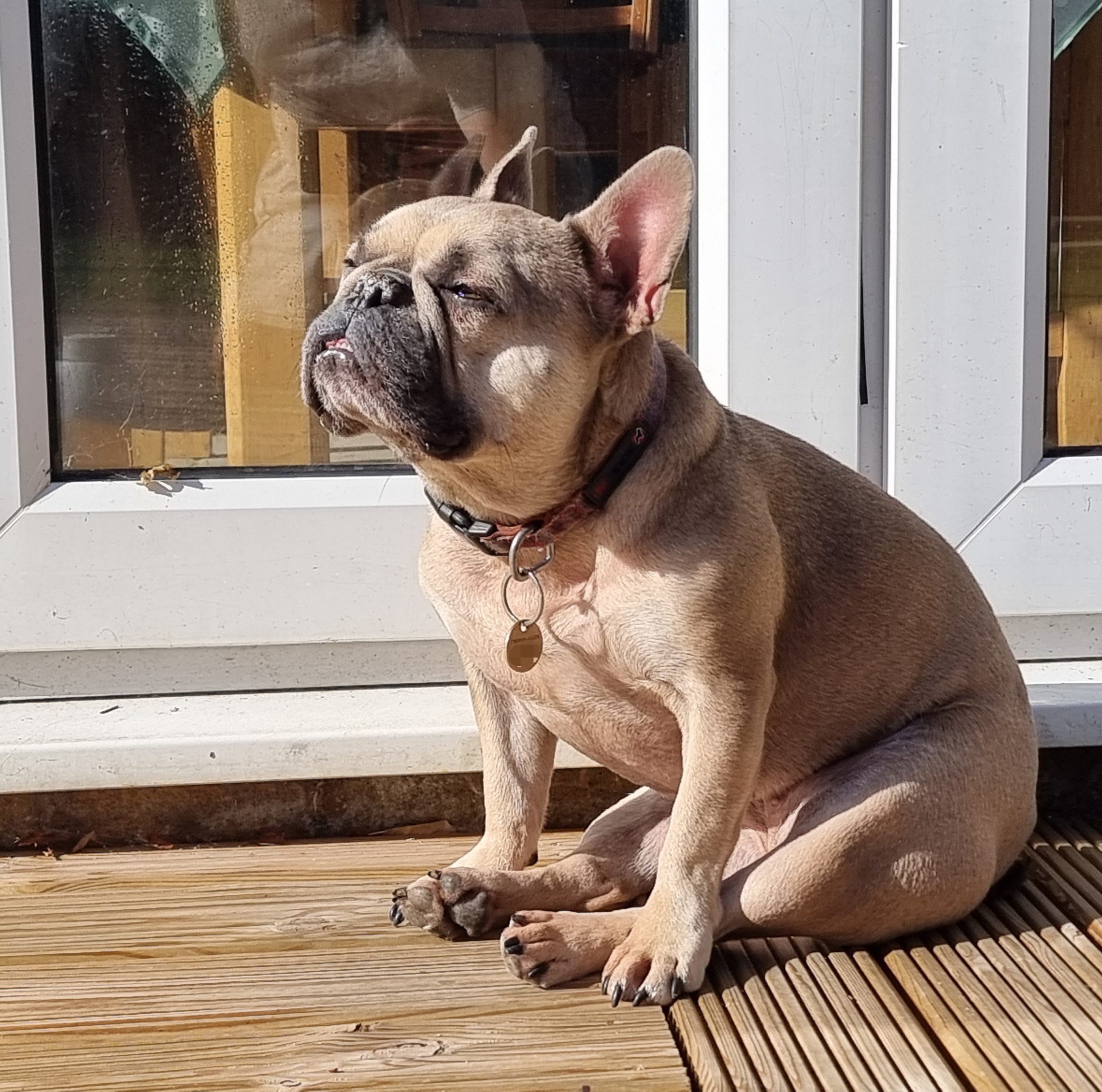 Full image of A fawn-coloured French Bulldog sits on the wooden decking outside a back door, squinting as she looks towards the sun (evident from the direction of the shadows).