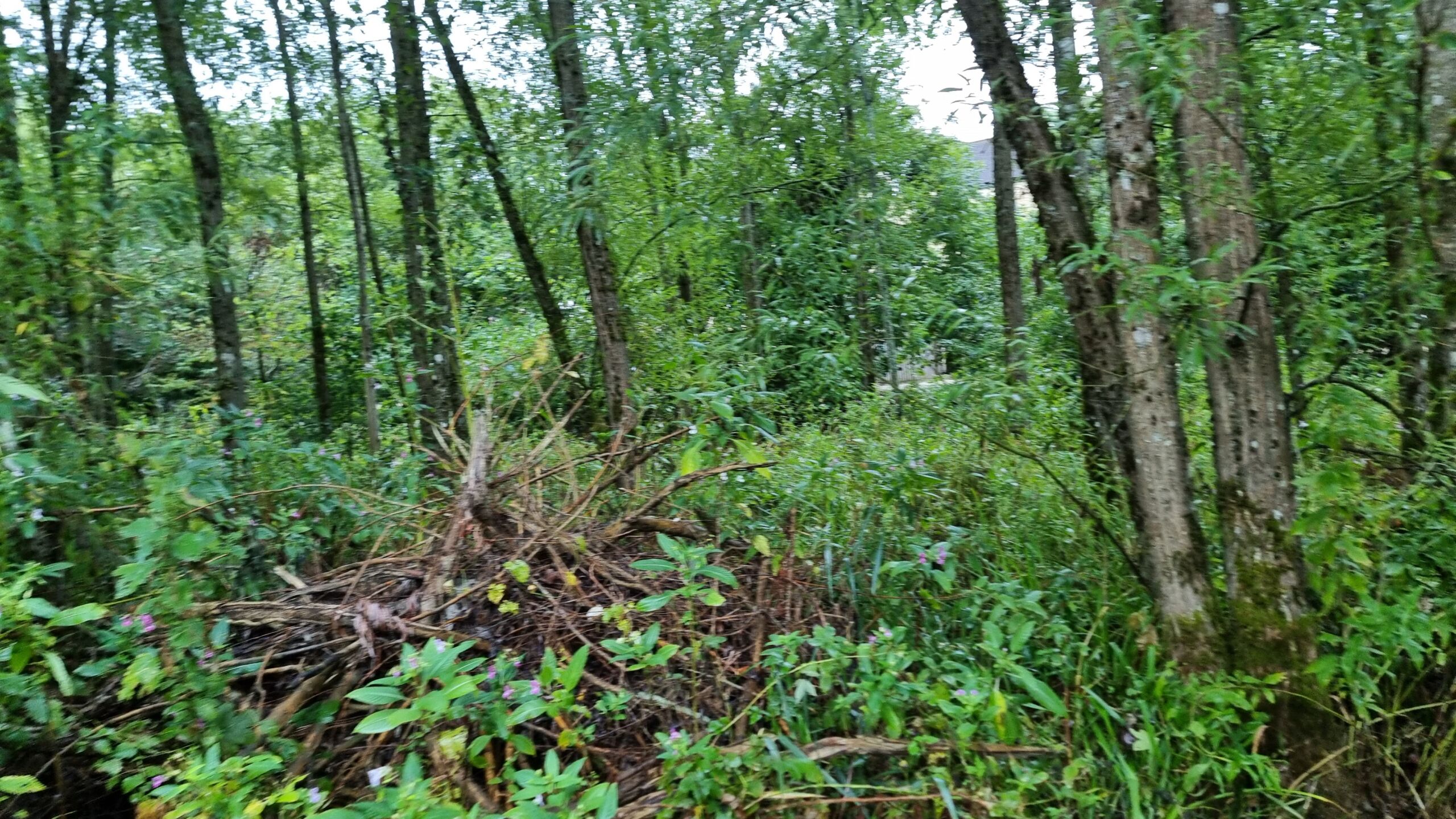 Full image of Thick undergrowth in dense woodland.