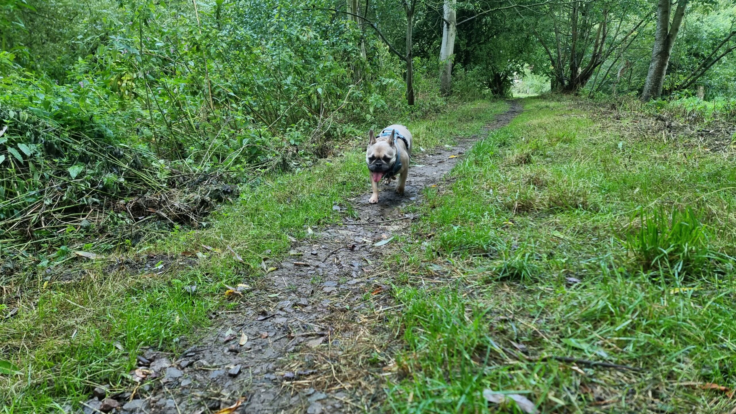 Full image of A fawn-coloured French Bulldog trots along a damp forest path.
