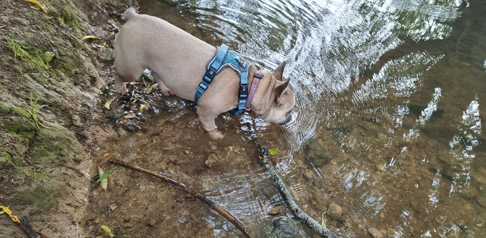 A fawn-coloured French Bulldog drinks from a stream.