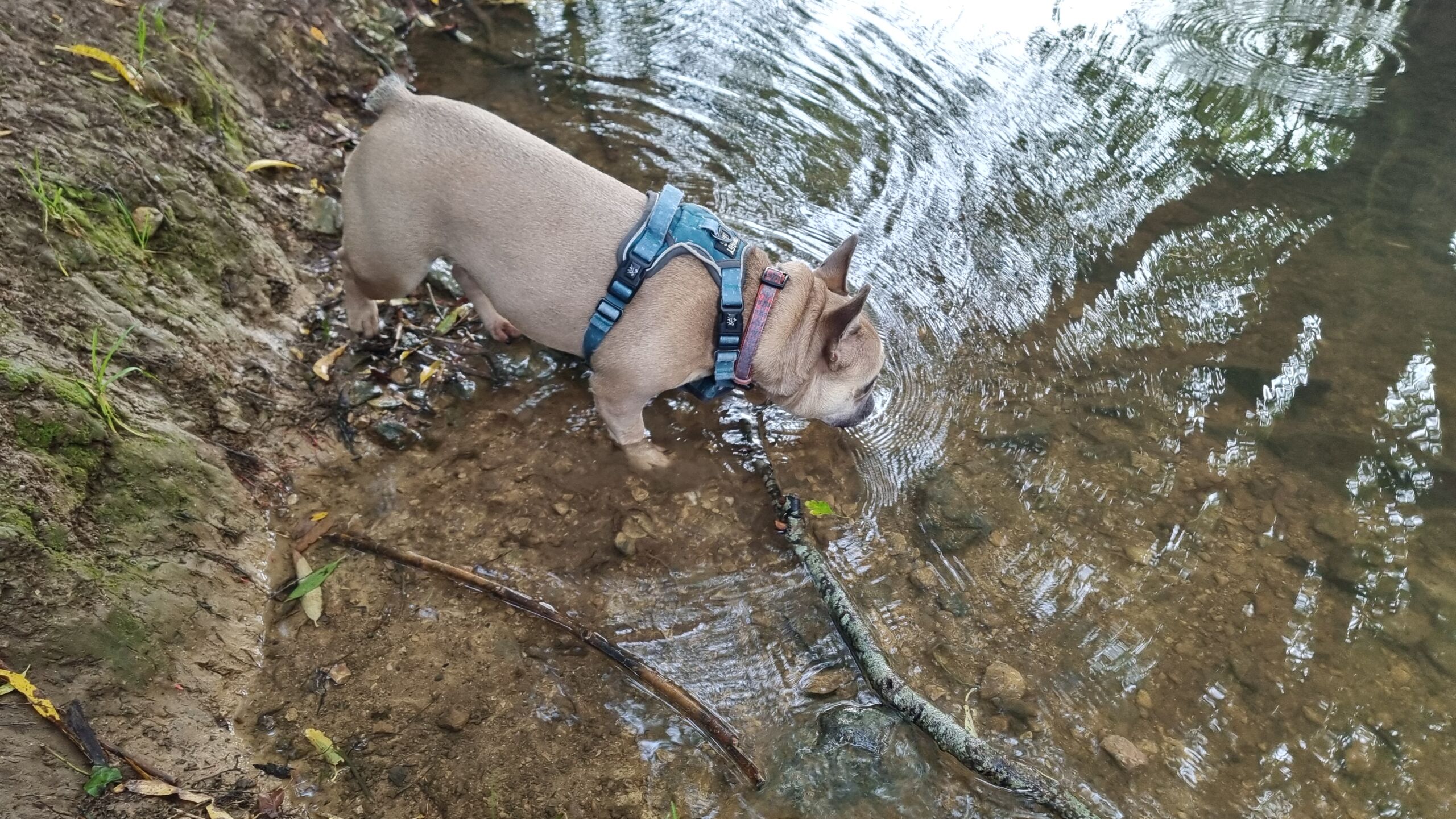 Full image of A fawn-coloured French Bulldog drinks from a stream.