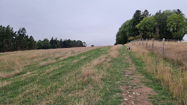 A fawn-coloured French Bulldog half-way up a hillside field.