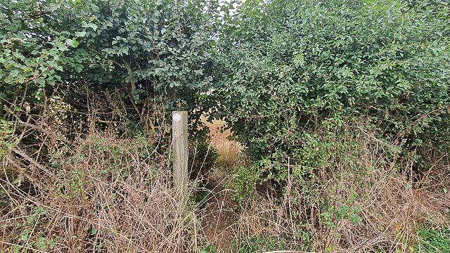 A signposted public footpath disappears through a hedge.