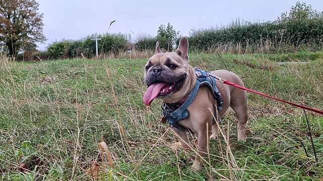 A happy-looking fawn-coloured French Bulldog on a grassy verge.