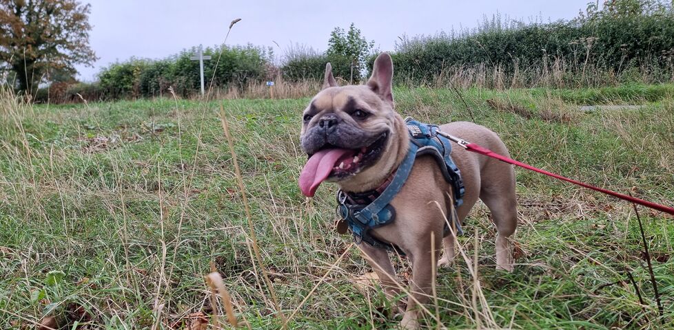 A happy-looking fawn-coloured French Bulldog on a grassy verge.