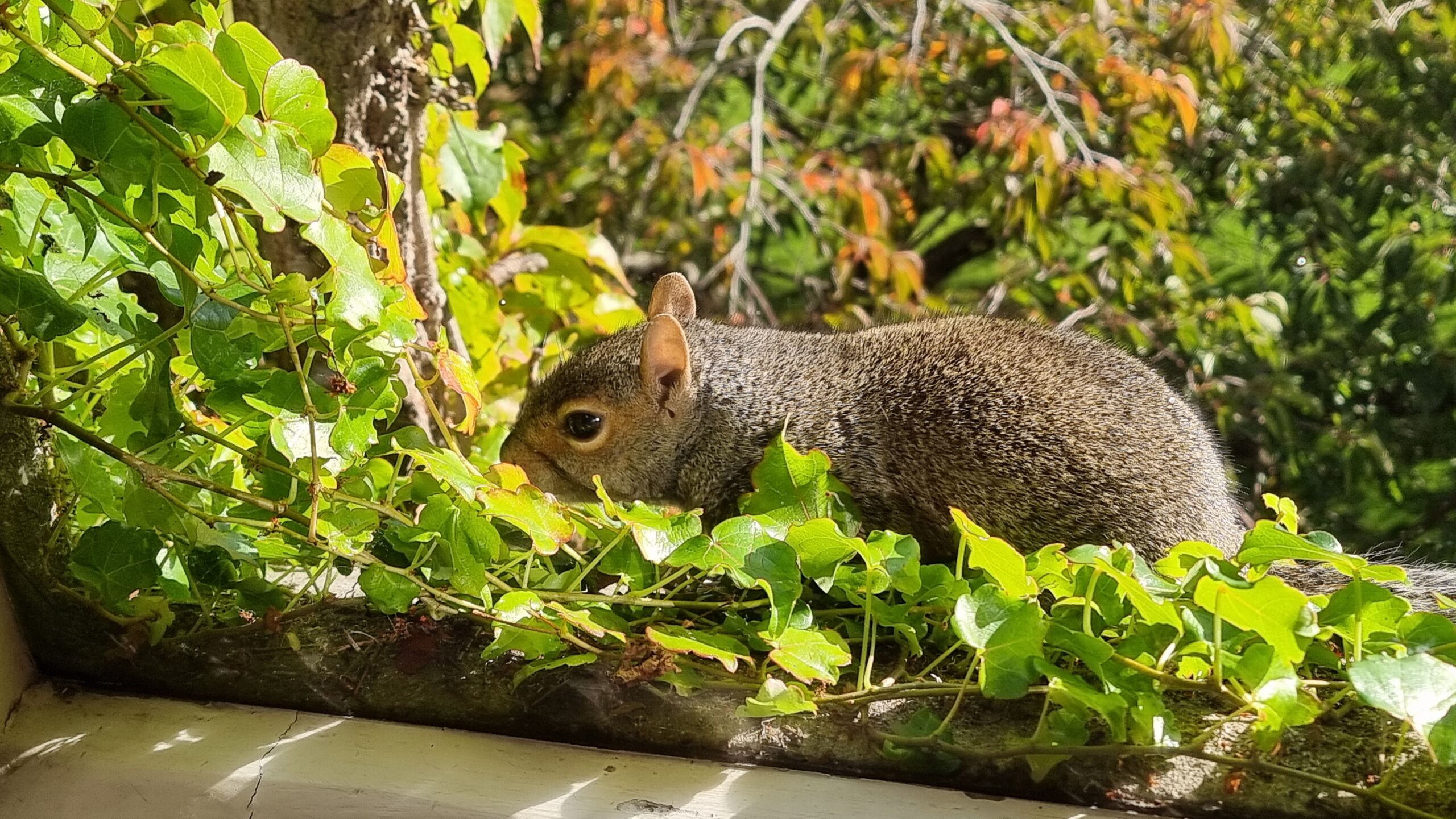 Full image of A grey squirrel lies against the glass pane of a stone-framed window.