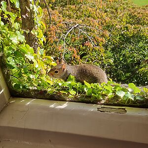 A grey squirrel looks in through a window pane.