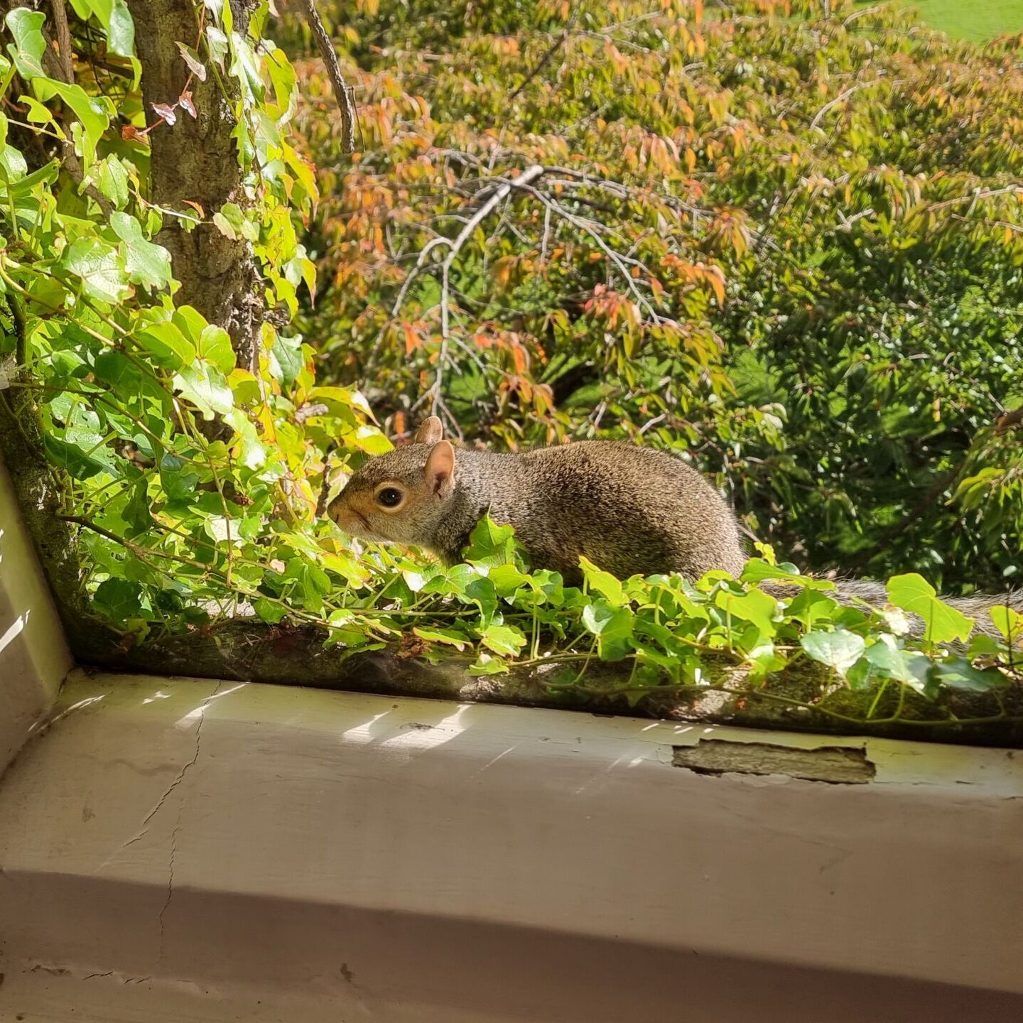 Full image of A grey squirrel looks in through a window pane.
