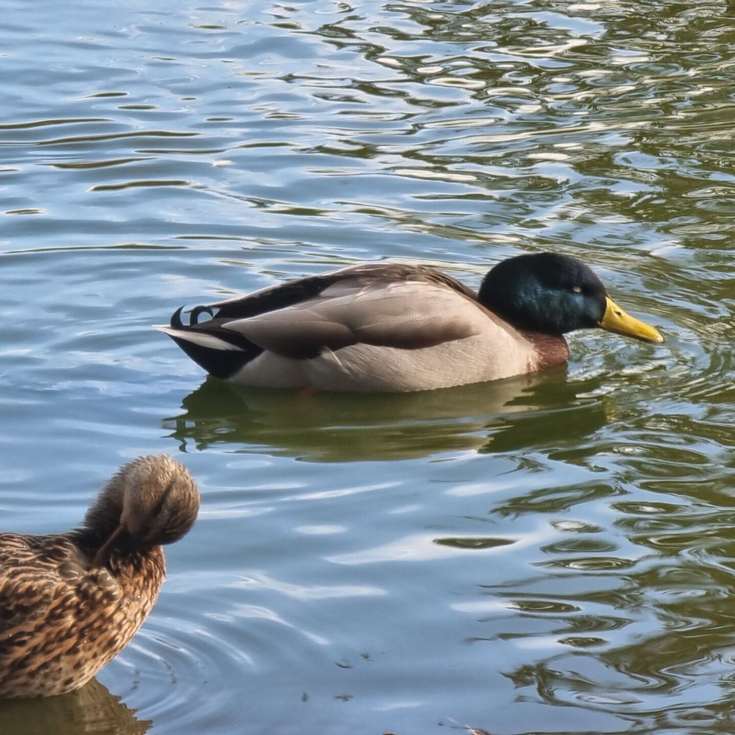 Full image of A duck swims on a pond.