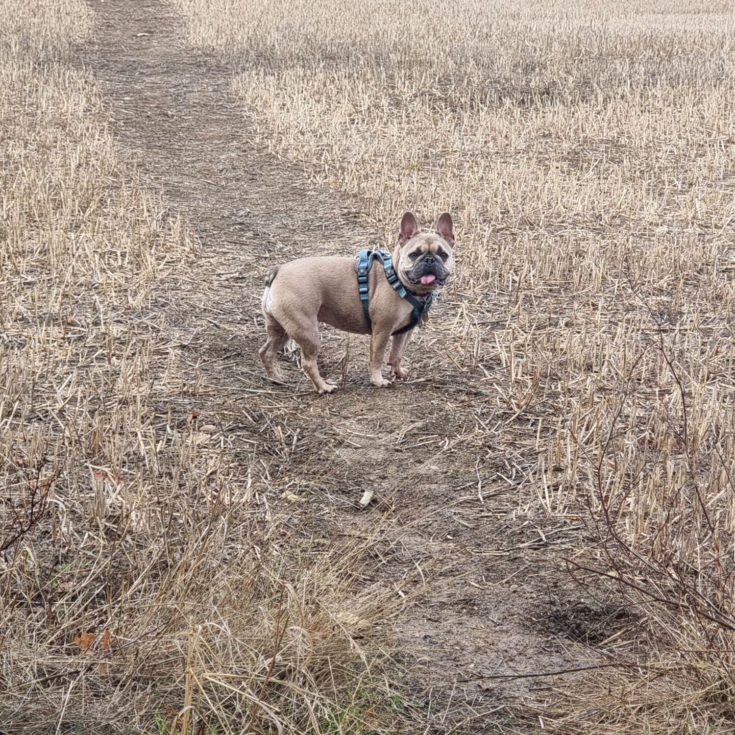 Full image of A French Bulldog on a footpath through a cropped cornfield.