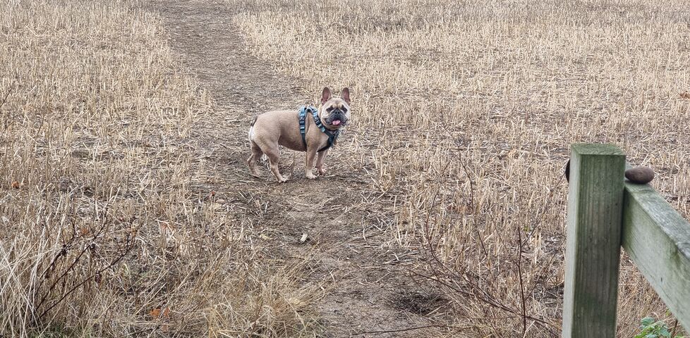 A French Bulldog on a footpath through a cropped cornfield.