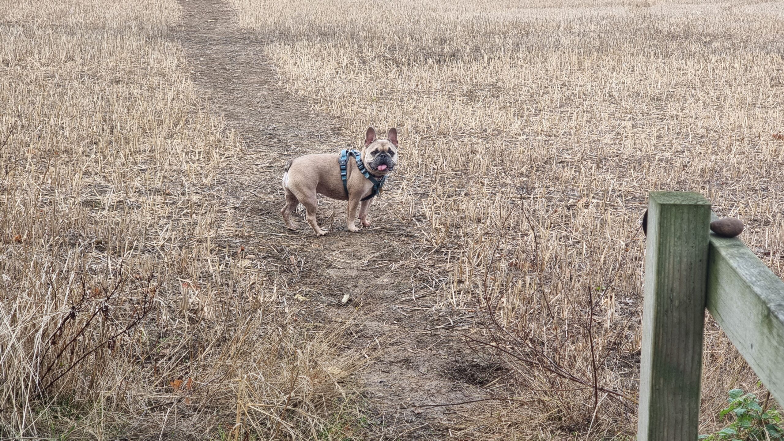 Full image of A French Bulldog on a footpath through a cropped cornfield.