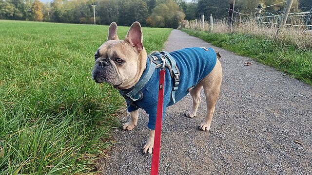 A French Bulldog on a footpath.